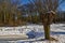 Willows and a frozen ditch; a Dutch winter landscape near Mariedal, Den Helder, Holland