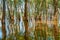 Willows grow out of water. Tree trunks are reflected in the water.