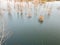 Willows growing in the lake