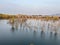 Willows growing in the lake