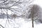 Willows in hoarfrost. Frost in the trees. Beautiful winter landscape