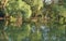 Willows in a lagoon in the Danube delta.