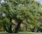 Willows, Salix alba -- also called sallows -- blowing in a strong wind