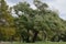 Willows, Salix alba -- also called sallows -- blowing in a strong wind