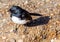 willy wagtail