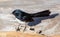 Willy wagtail