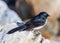 Willy wagtail