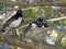 Willy wagtail