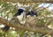 Willy wagtail