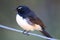 Willy Wagtail Fantail of Australia