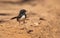 Willy wagtail on red soil background