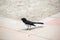 The willy wagtail is a small black and white bird