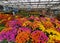 Wilmington, Delaware, U.S - September 30, 2023 - Beautiful and colorful chrysanthemums on display at Lowe\\\'s