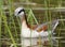 Wilson's Phalarope