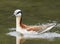 Wilson's Phalarope