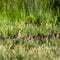 Wilson`s Phalarope hunts a meal in a muddy part of a marsh