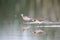 Wilson\'s Phalarope (Phalaropus tricolor)