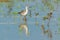 Wilson's Phalarope - Phalaropus tricolor