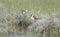 Wilson`s Phalarope Phalaropus tricolor in a Marshy Field Standing out of the Water