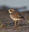 Wilson\'s Plover