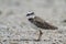 Wilson\'s Plover