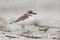 Wilson`s Plover on a beach in winter