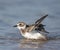 Wilson\'s Plover, Charadrius wilsonia