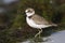 Wilson`s Plover in non-breeding plumage foraging among some alga