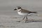 Wilson`s Plover in winter plumage - Jekyll Island, Georgia