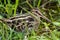 A Wilson`s Snipe