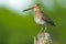 Wilson's Snipe - Gallinago delicata