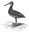 Wilson`s Snipe or Gallinago delicata. Vintage engraving