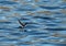 Wilson\'s Storm-petrel; Wilson\'s Stormvogeltje; Oceanites oceanic