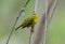 Wilson's Warbler