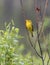 Wilson`s Warbler in Alaska