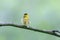 Wilson`s warbler bird