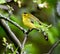 Wilson Warbler #2