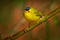 Wilson Warbler, Wilsonia pusilla, New World warbler from Costa Rica. Tanager in the nature habitat. Wildlife scene from tropical n