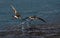 Wilsons Stormvogeltje, Wilsons Storm-petrel, Oceanites oceanicus