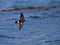 Wilsons Stormvogeltje, Wilsons Storm-petrel, Oceanites oceanicus