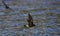 Wilsons Stormvogeltje, Wilsons Storm-petrel, Oceanites oceanicus