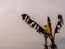 A wilt banana tree with tattered leaves in barren field