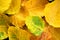 Wilt yellow Bo leaf heap on the floor texture background