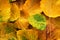 Wilt yellow Bo leaf heap on the floor texture background