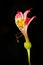 Wilted alstroemeria flower