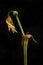 Wilted amaryllis against black