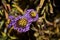 Wilted autumn flowers on a background of dry leaves