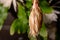 Wilted bloom of a Night blooming cereus against a black background