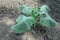 Wilted cabbage plant