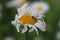 Wilted chamomile flower with crawling ant view from above. Collection of medical herbs autumn passing life aging
